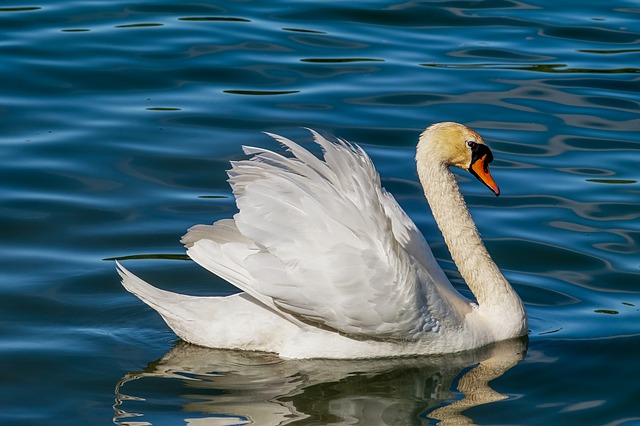 Swan herbivore bird