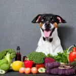 Vegan Dogs May Live Longer - Here's Why