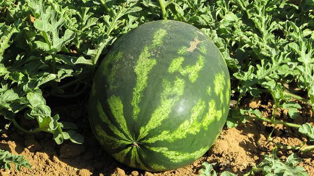 Xigua melon
